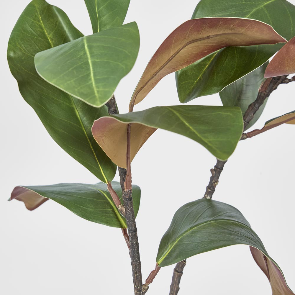 Magnolia Spray
