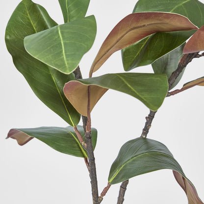Magnolia Spray