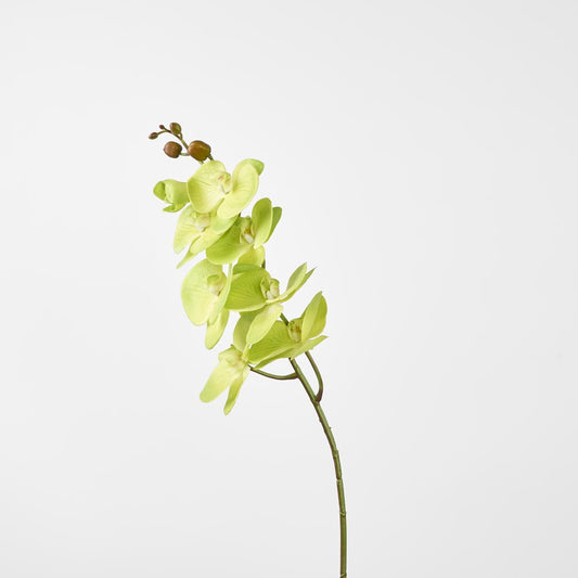 Phalaenopsis Spray Green
