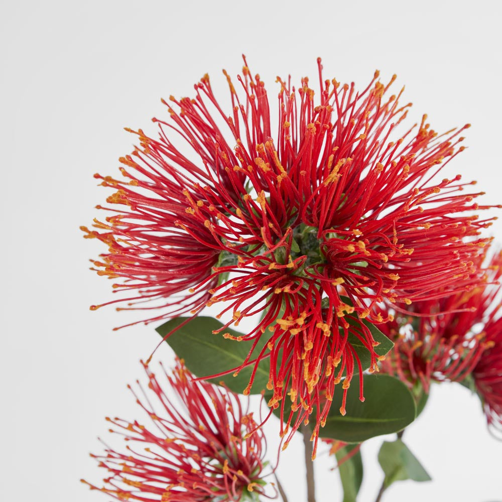 Pohutukawa Protea Stem