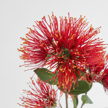 Pohutukawa Protea Stem