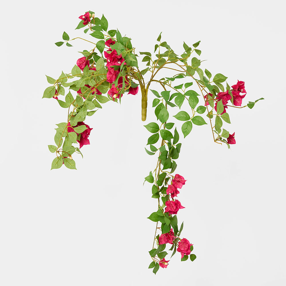 Bougainvillea Bush Fuchsia Hanging