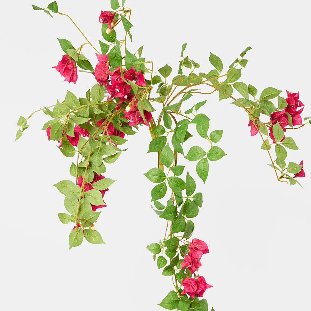 Bougainvillea Bush Fuchsia Hanging