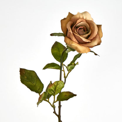 Long Stem Rose Cappuccino