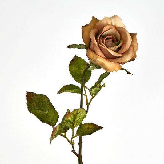 Long Stem Rose Cappuccino