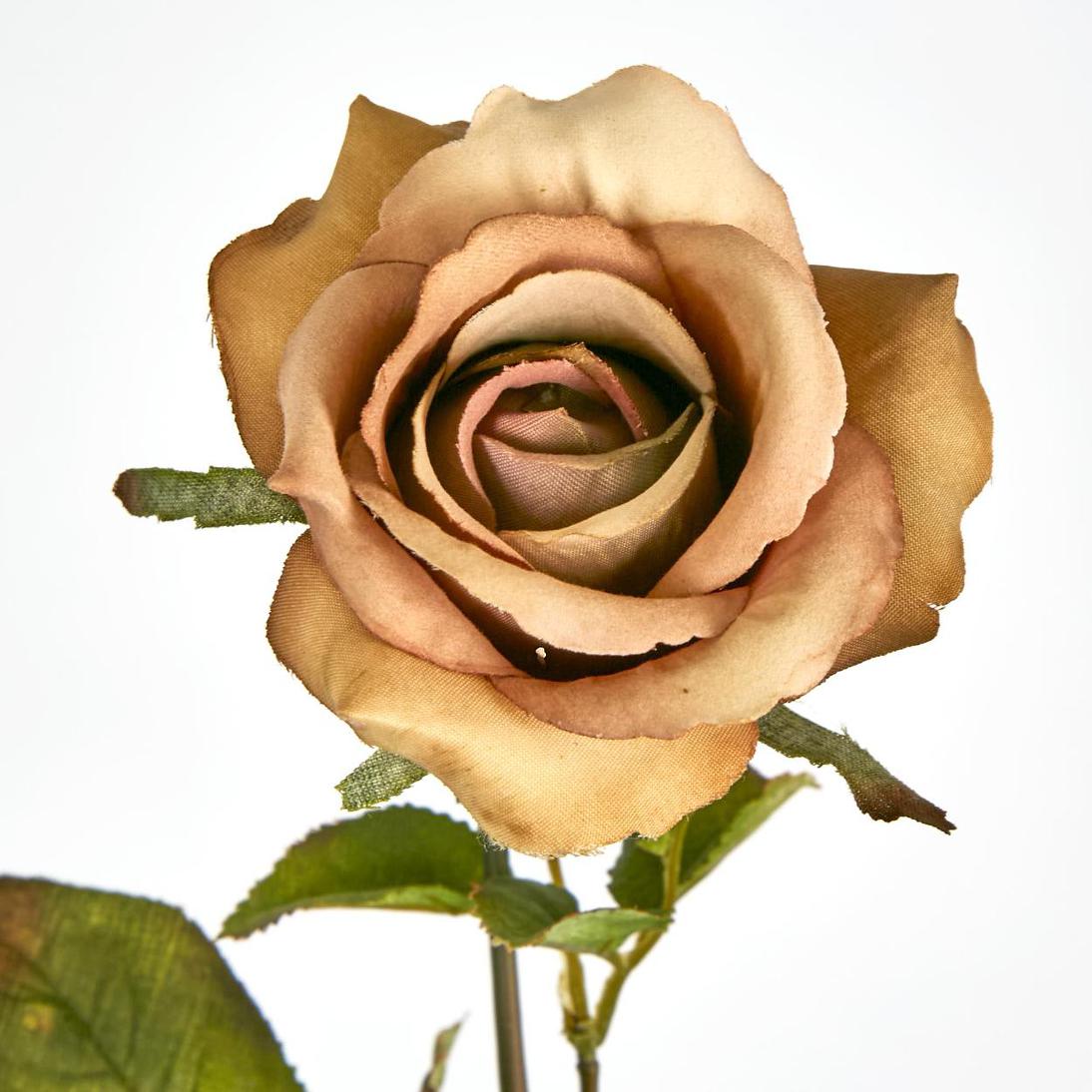 Long Stem Rose Cappuccino