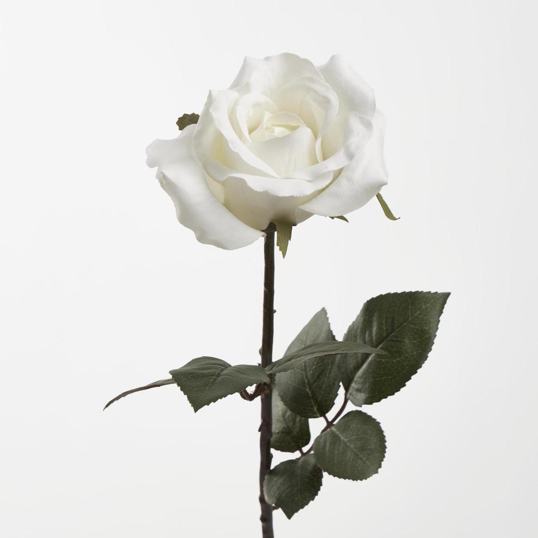 Long Stem Rose White