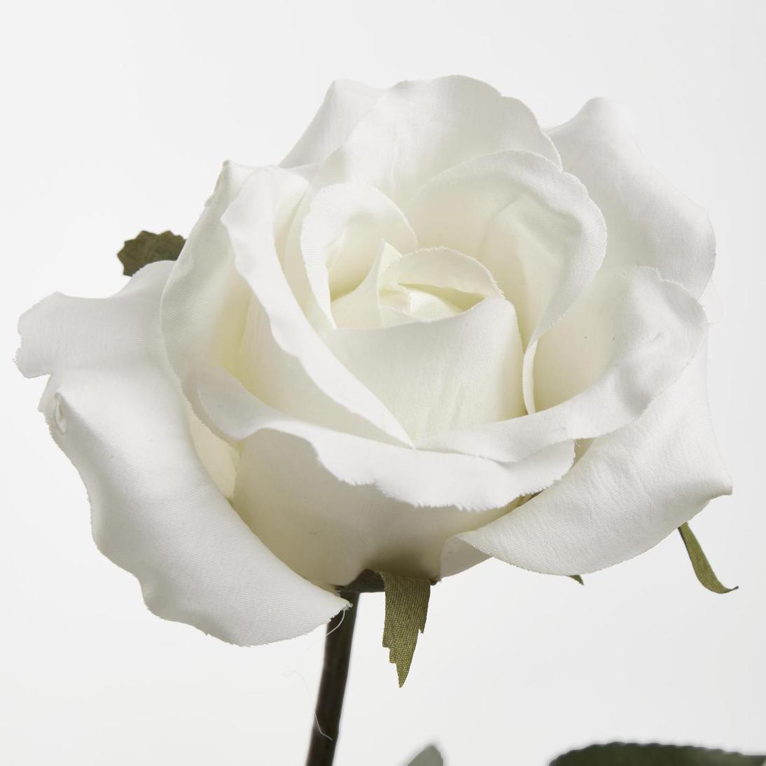 Long Stem Rose White