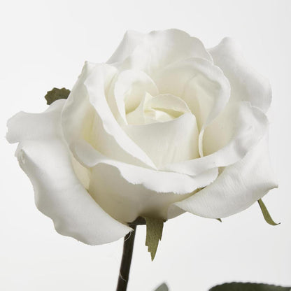 Long Stem Rose White