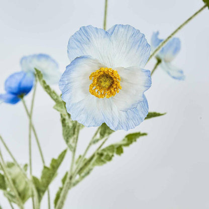 Poppy Spray Light Blue