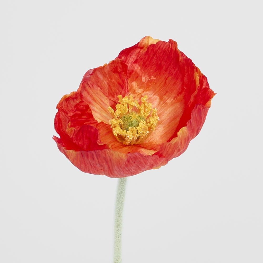 Poppy Stem Red