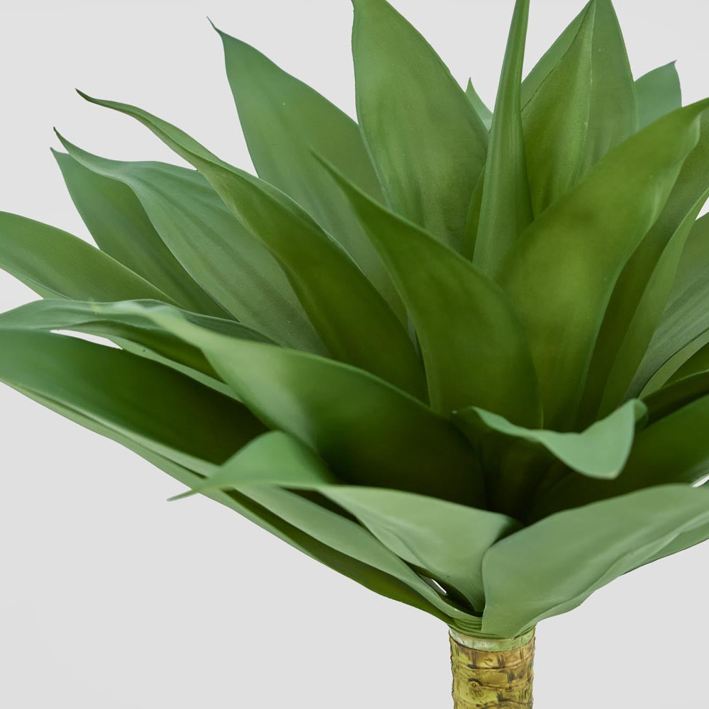 Giant Agave Stem trunk