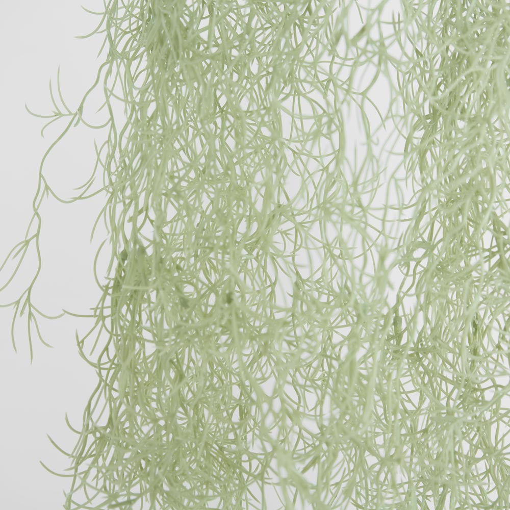 Hanging Spanish Moss Grey Green