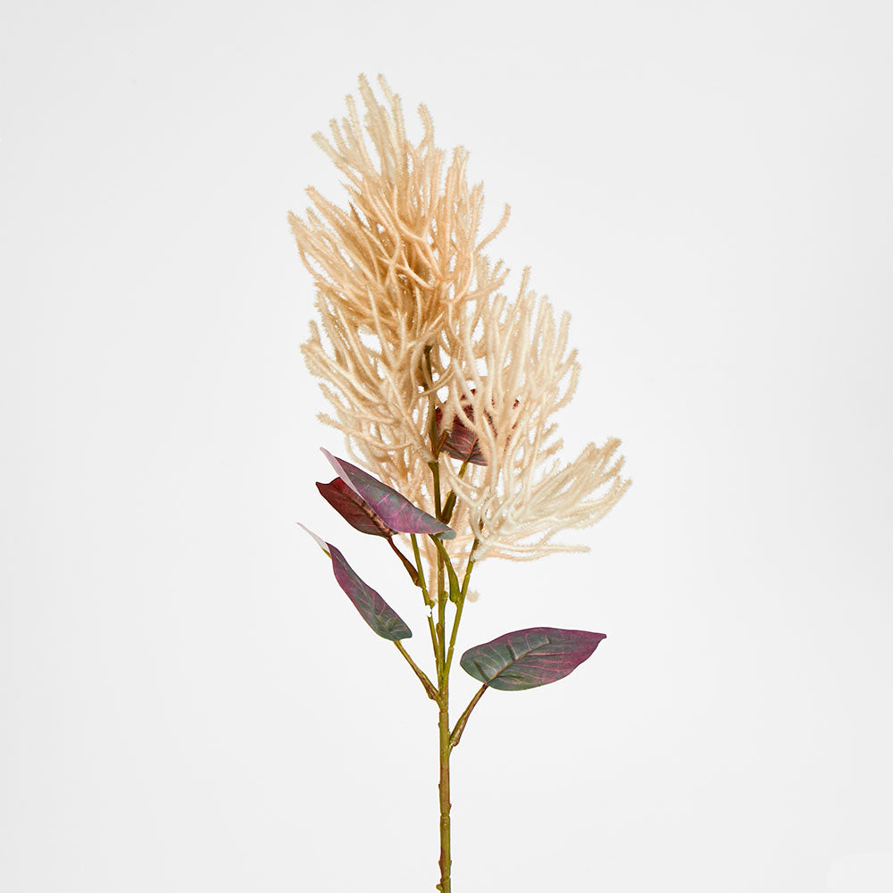 Smoke Bush Beige