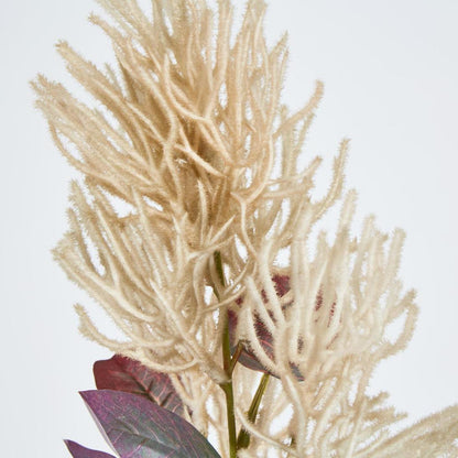 Smoke Bush Beige