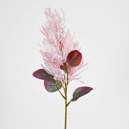 Smoke Bush Pink