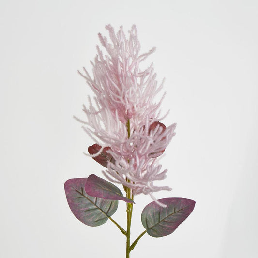 Smoke Bush Pink