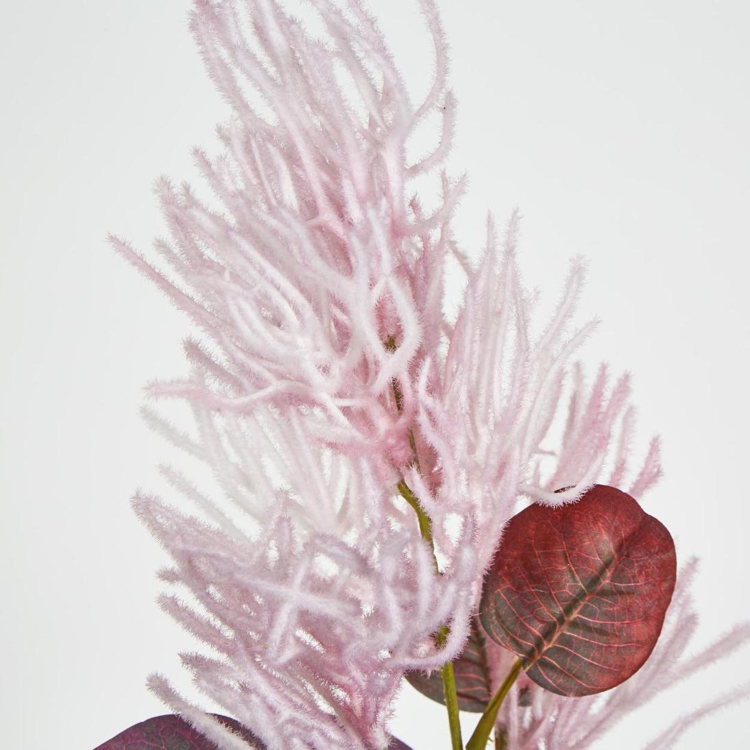 Smoke Bush Pink