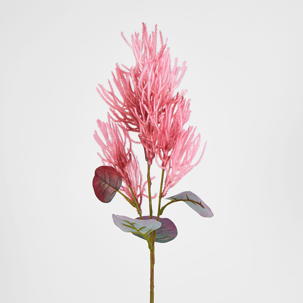 Smoke Bush Dark Pink
