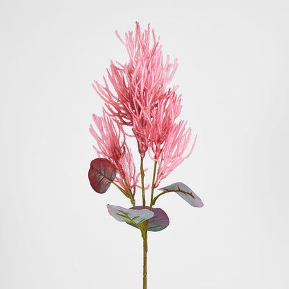 Smoke Bush Dark Pink