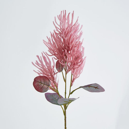 Smoke Bush Dark Pink