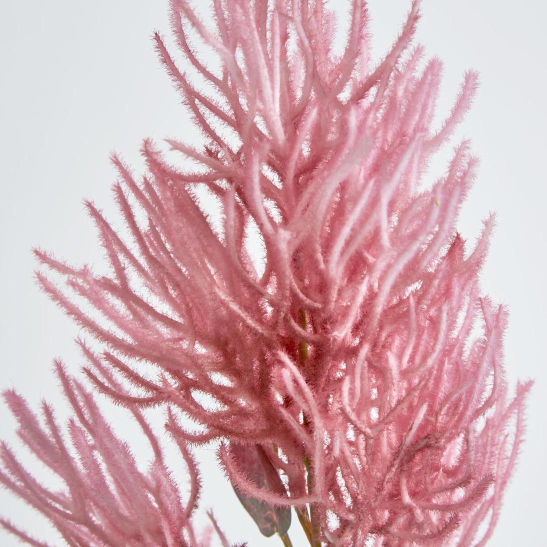 Smoke Bush Dark Pink