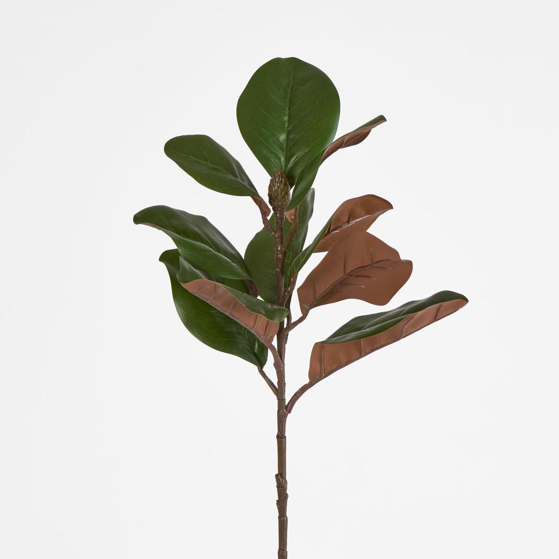 Southern Magnolia Branch