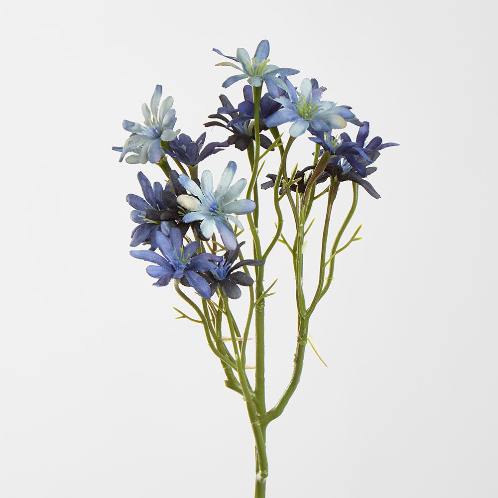 Sea Aster Blue