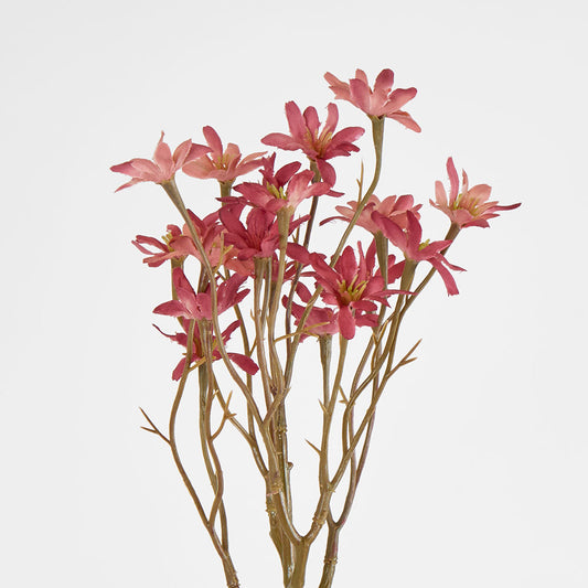 Sea Aster Pink