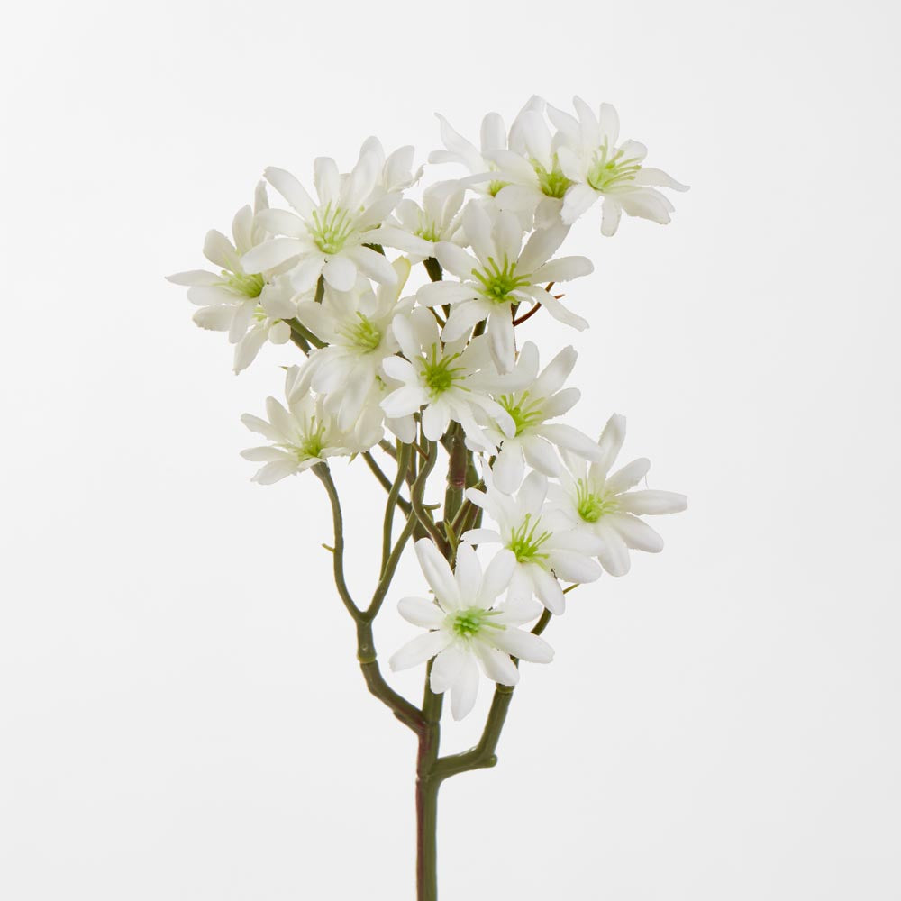 Sea Aster White