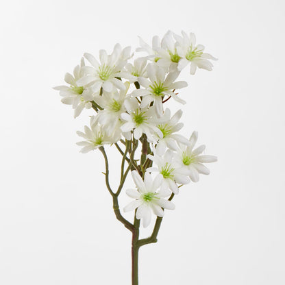 Sea Aster White
