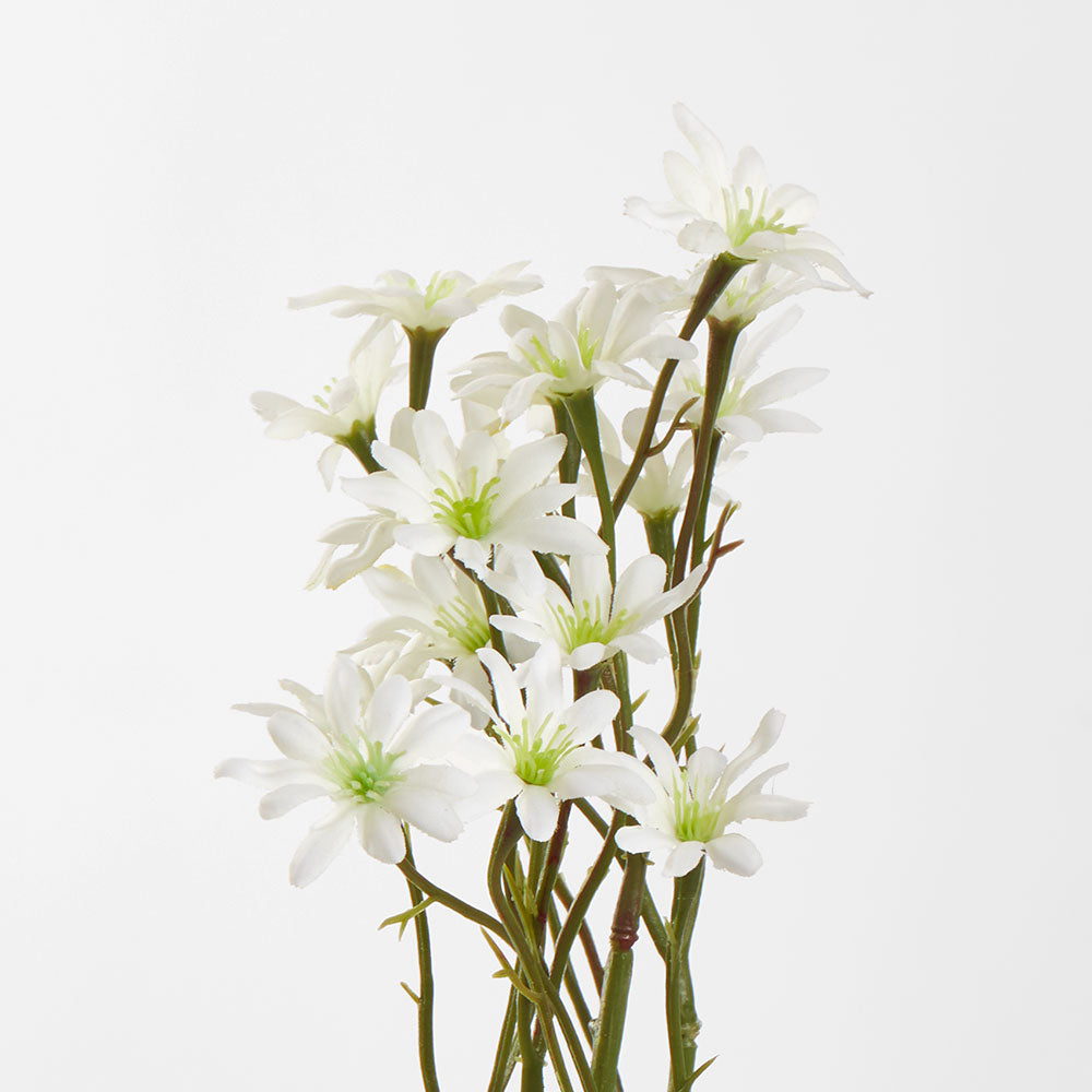 Sea Aster White