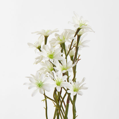 Sea Aster White