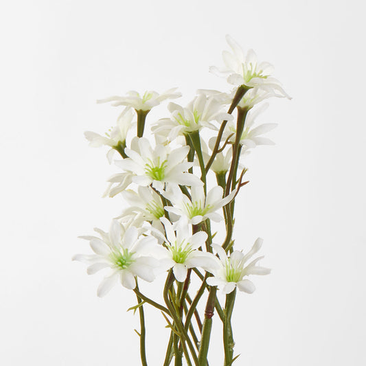 Sea Aster White