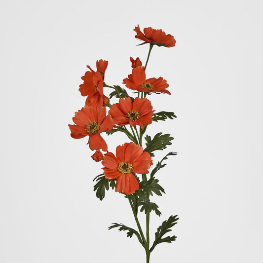 Cosmos Spray 85cm Red