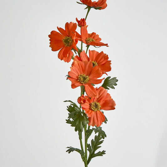 Cosmos Spray 85cm Red