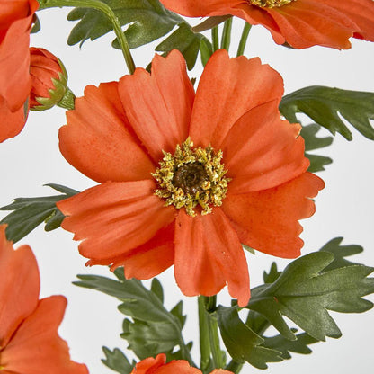 Cosmos Spray 85cm Red