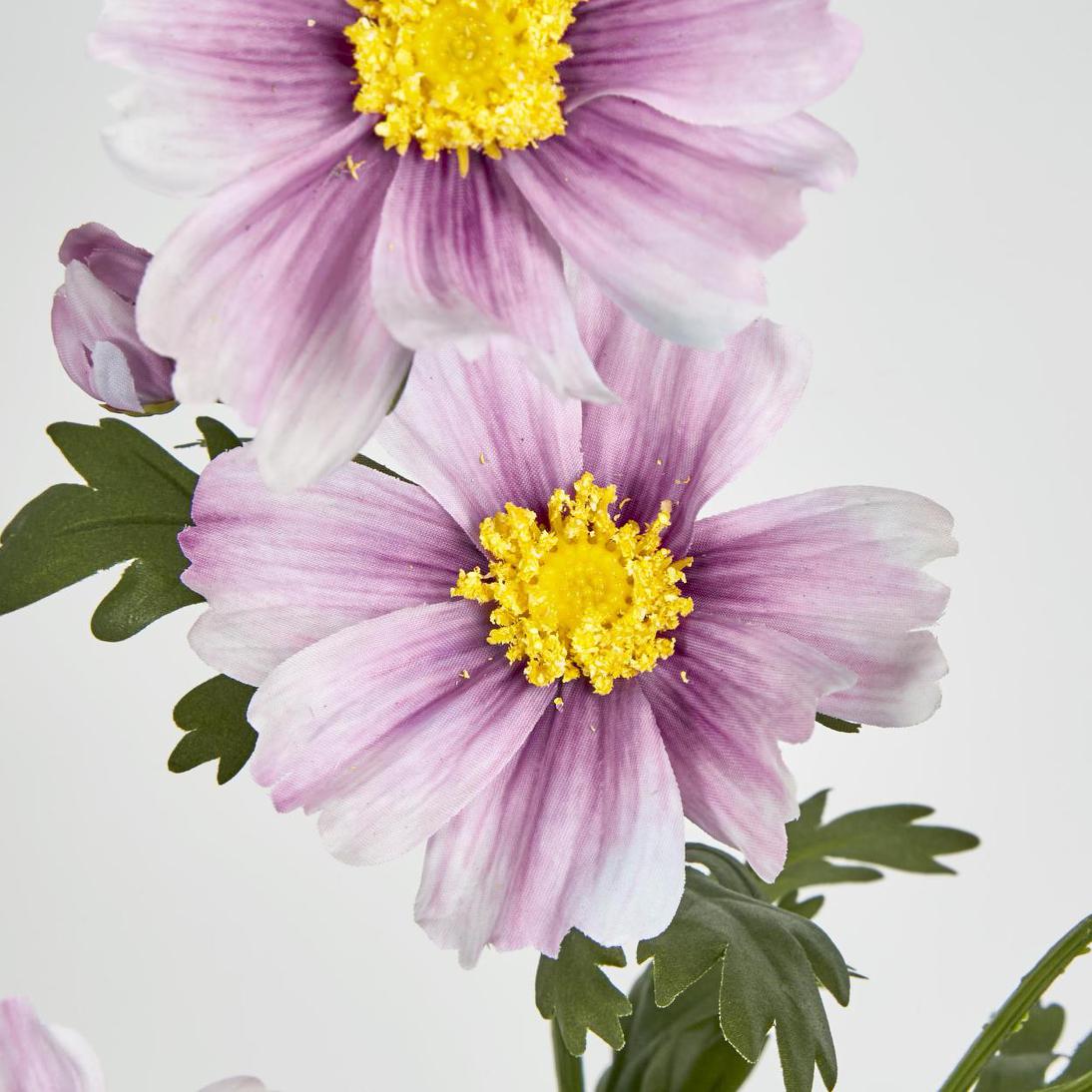 Cosmos Spray 85cm Pink