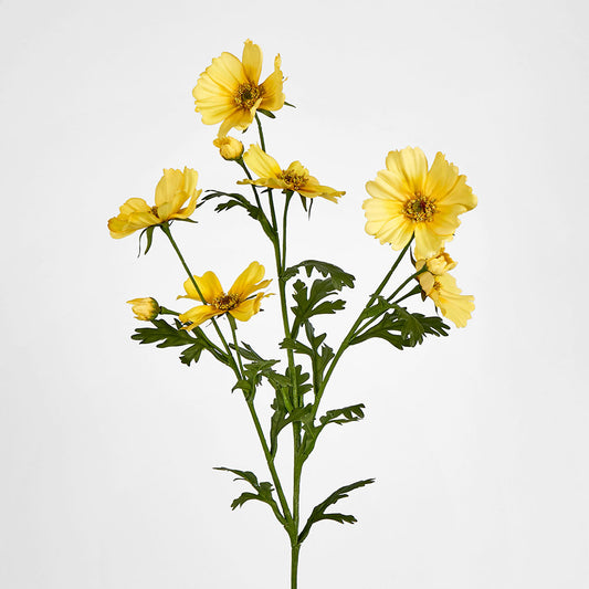 Cosmos Spray 85cm Yellow