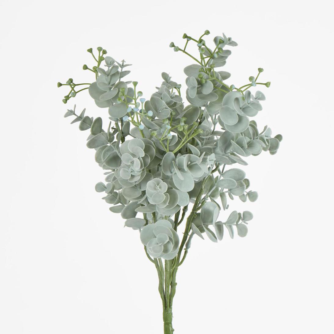 Euonymus Japonicus Bush Grey Green