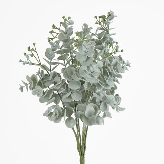 Euonymus Japonicus Bush Grey Green
