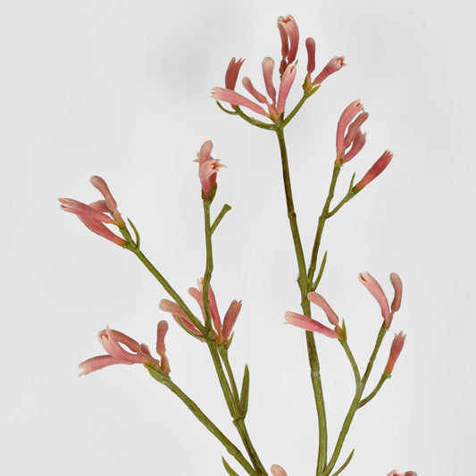 Kangaroo Paw Spray Pink 102cm