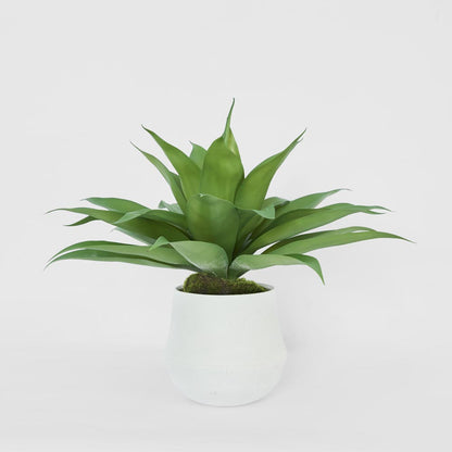 Giant Agave in Ana Planter