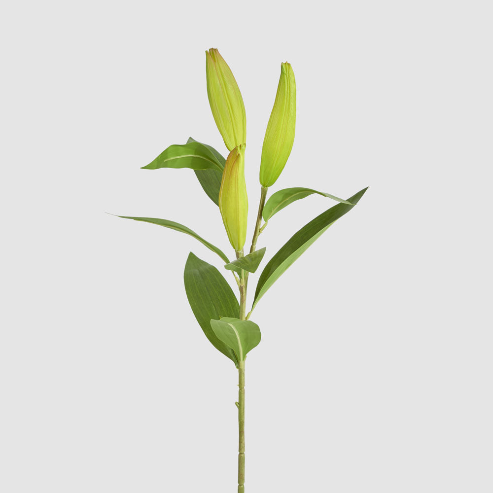 Lily Bud Stem