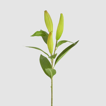 Lily Bud Stem