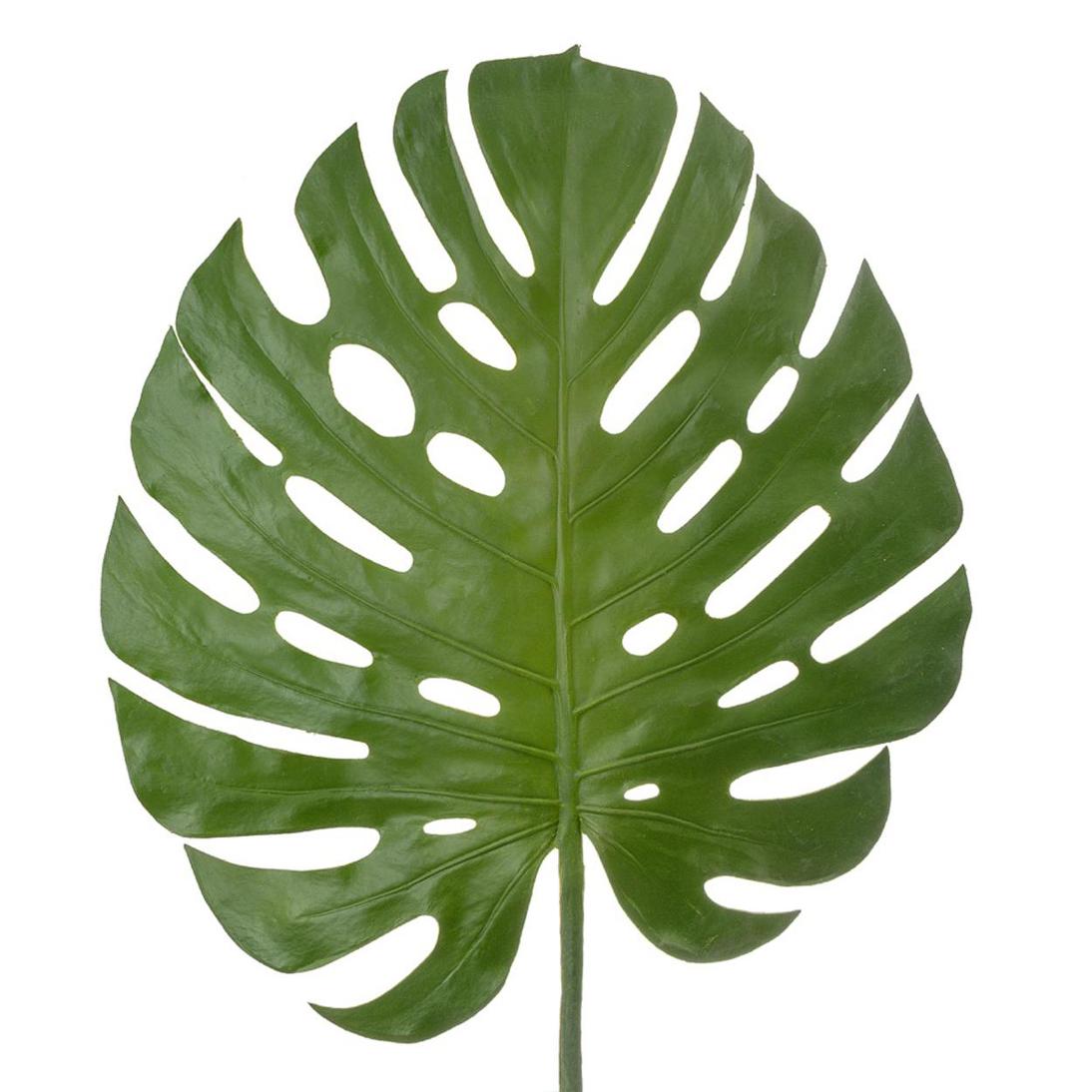 Monstera leaf 1.23m