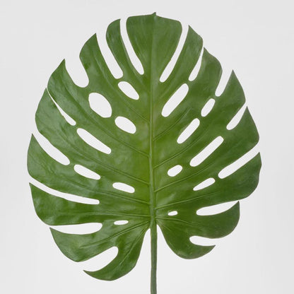 Monstera leaf 1.23m