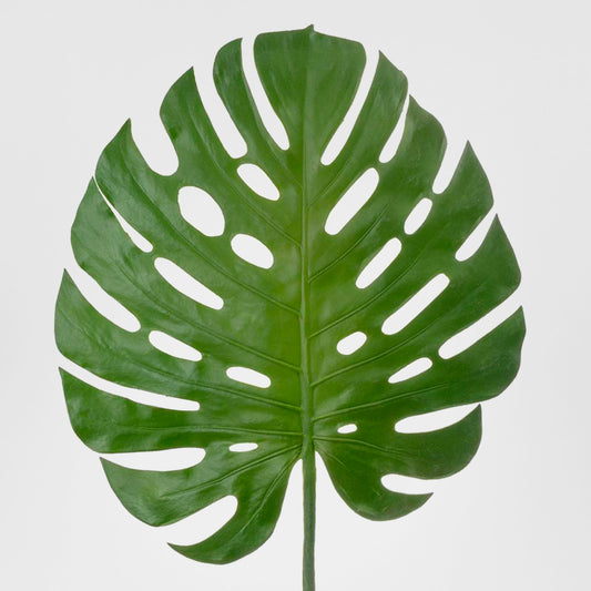 Monstera leaf 1.23m