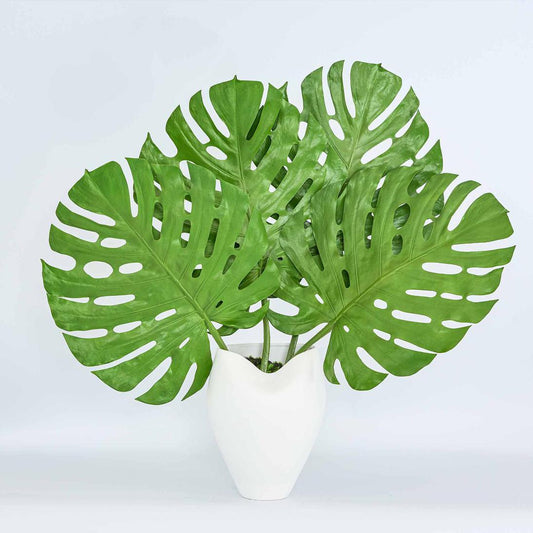 Monstera leaf 1.23m