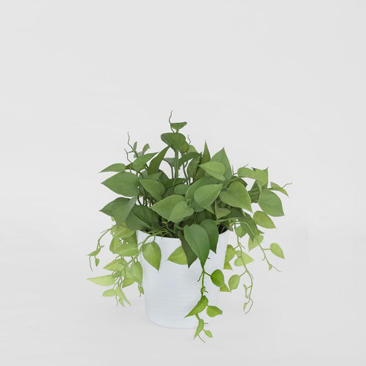 Leaves in White Plastic Pot 35cm